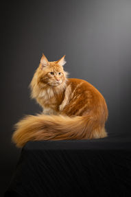 Photo style studio sur fond uni, chat maincoon roux