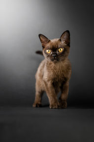 Photo style studio sur fond uni, chat 