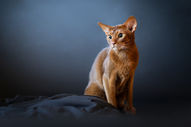 Photo style studio sur fond uni, chat abyssin