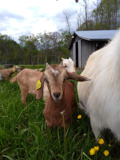 PB Doeling