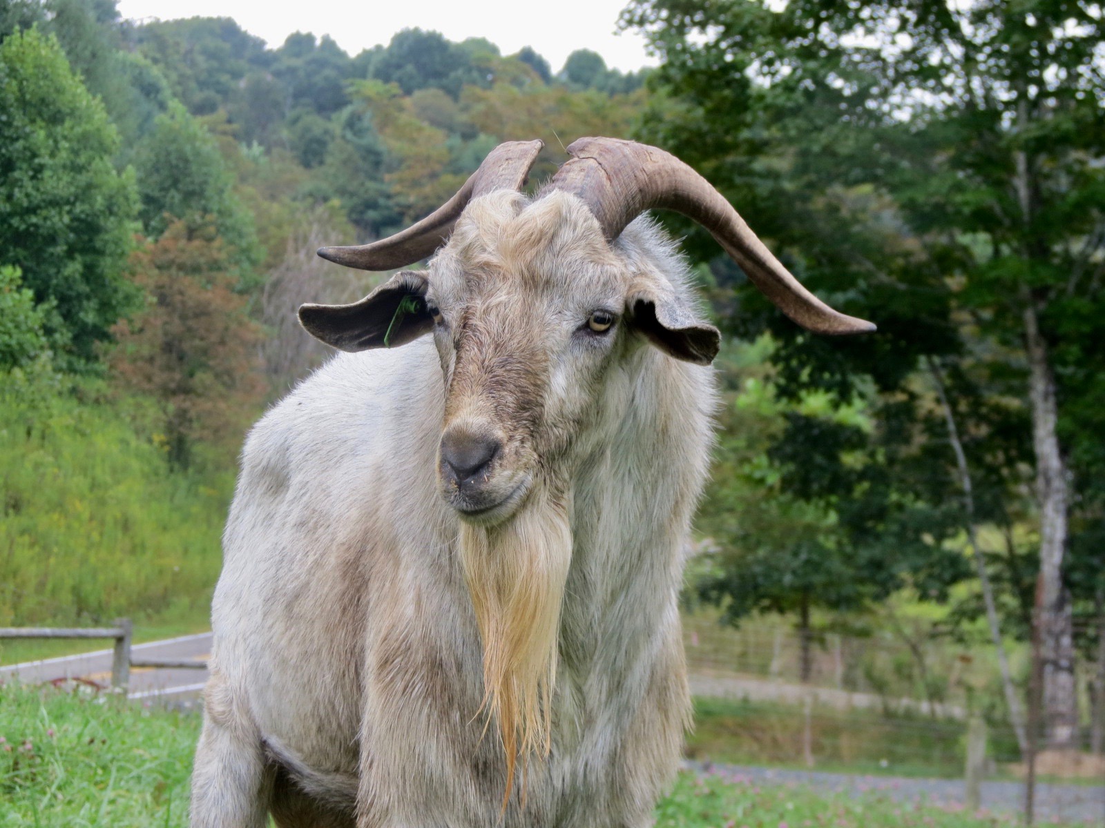 The Abandoned Dog Kiko Goats