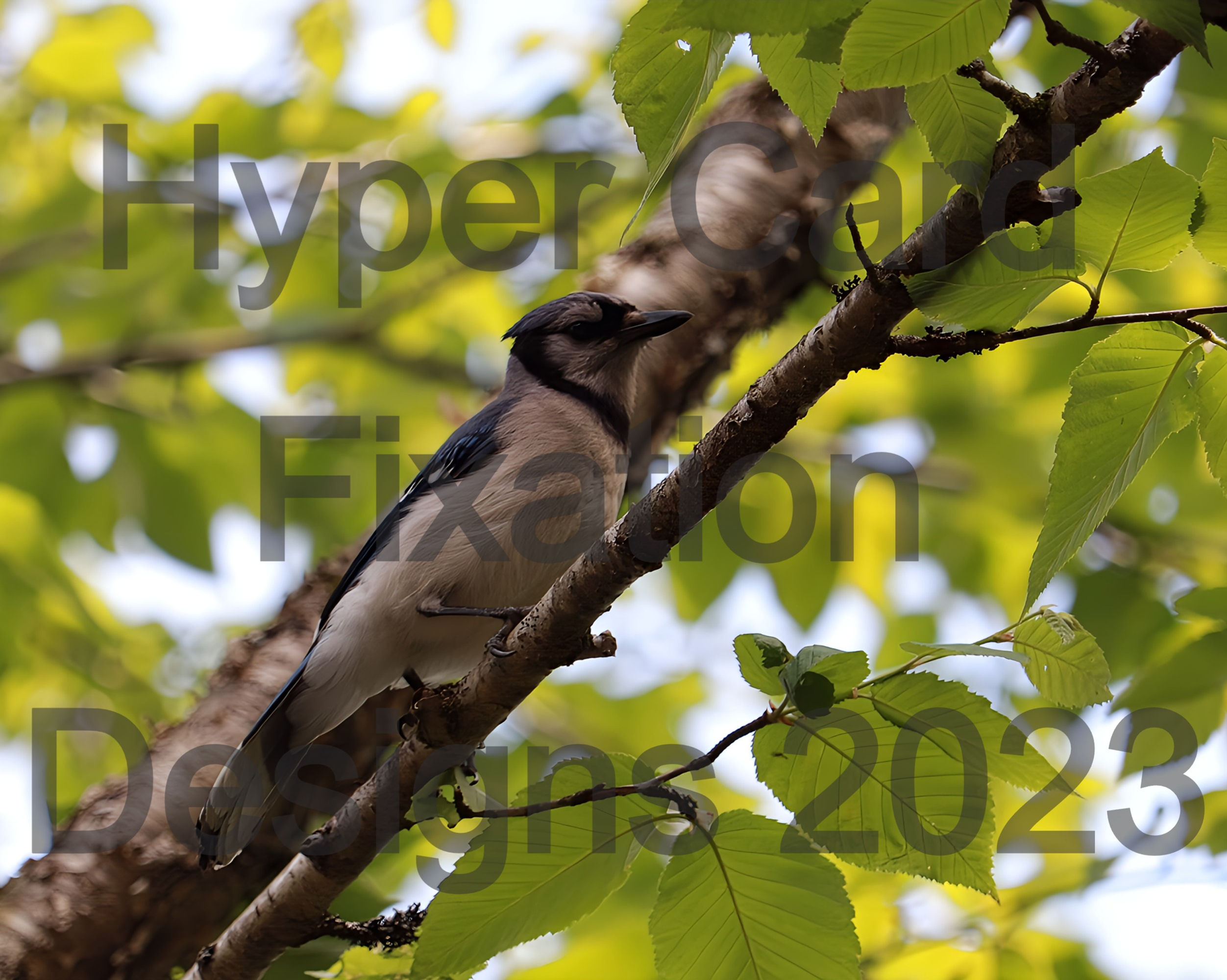 Bluejay Photography Prints