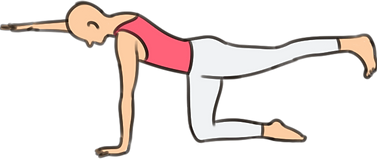 bird-dog exercise.png