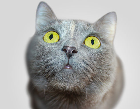 Serious Kitten_edited_edited_edited_edited.jpg