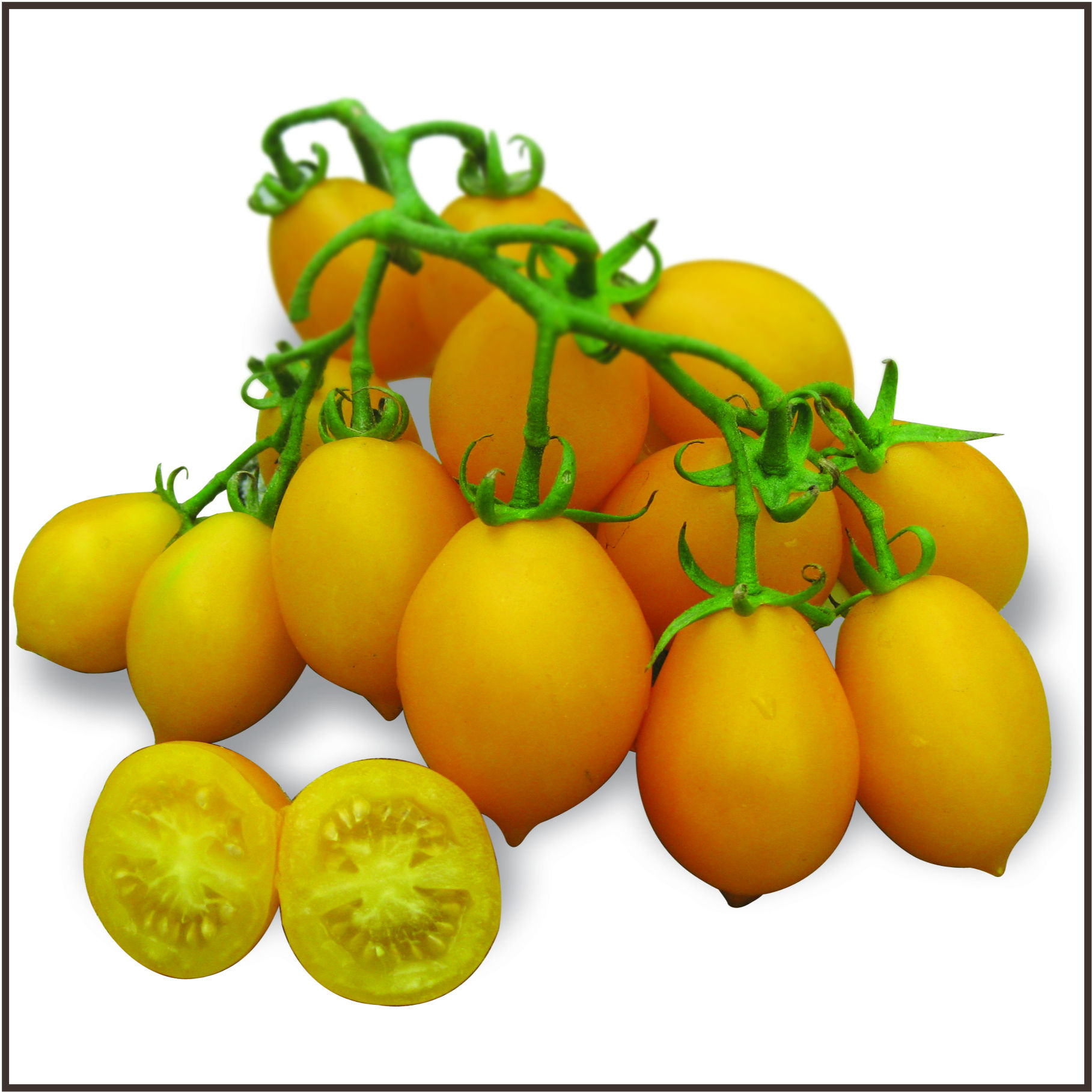 PIENNOLO GIALLO (EX PEARDROPS)