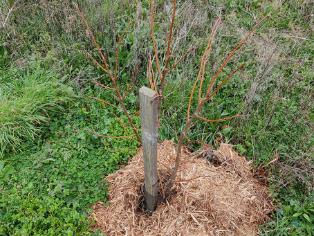 Les premiers membres et vos premiers dons! 