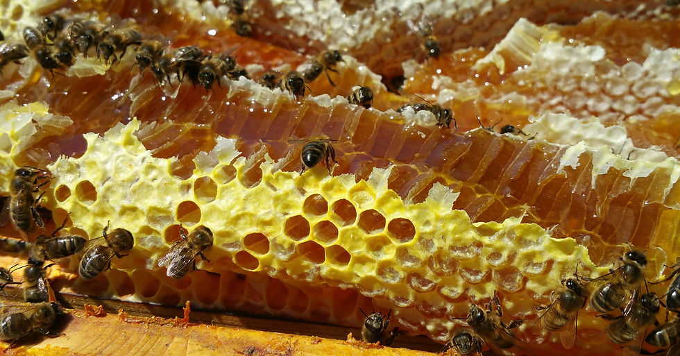 Accueil Arbres et abeilles — free download