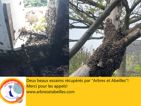 Deux beaux essaims pour l'asso !