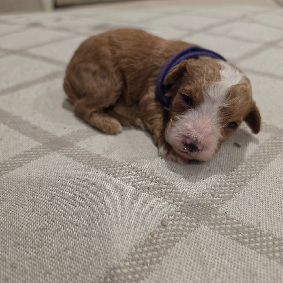 Thumbnail: Sailor-Purple Collar Female