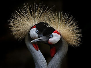 Hawk Spirit's Animal Energy: African Crane (The Garden of Introspection) Satire