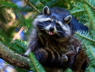 Hawk Spirit's Animal Energy of the Week: The Raccoon (Opportunist)