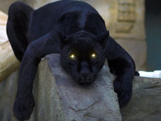 The Seductive Panther