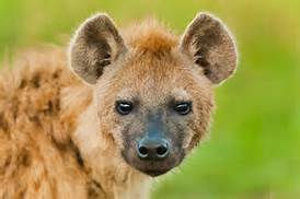 Hawk's Weekly Animal Energy Reading - The Hysterical Hyena
