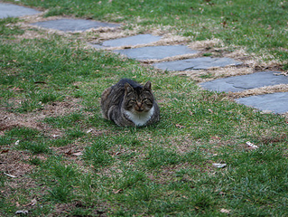 Hawk Spirit's Animal Energy: Feral Cat - The Hustler