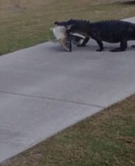 Hawk's Weekly Animal Energy Reading -The Alligator and The Fish (Survival)