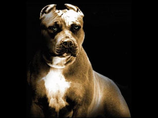 Hawk Spirit's Animal Energy of the Week: The Pit bull (Power and Confidence)