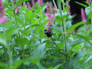 Hawk Spirit's Animal Energy of the Week: The Bee (Sustenance)
