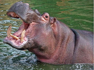 Hawk Spirit's Animal Energy of the Week: The Hippopotamus (Womanhood)