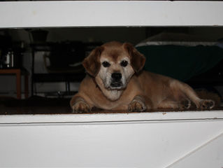Hawk Spirit's Animal Energy of the Week: The Dog (Friendship and Loyalty)
