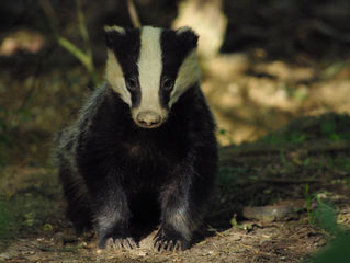 Hawk Spirit's Animal Energy of the Week: The Badger (Determination and Thick-Skin)