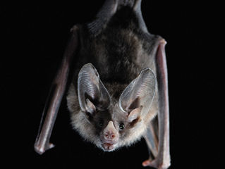 Hawk Spirit's Animal Energy of the Week: The Bat (I'm Listening, Are You?)