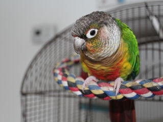 Hawk Spirit's Animal Energy of the Week:The Parrot (Genius and Faith)