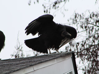 Hawk Spirit's Animal Energy of the Week: The Vulture (Energy & Treasure)