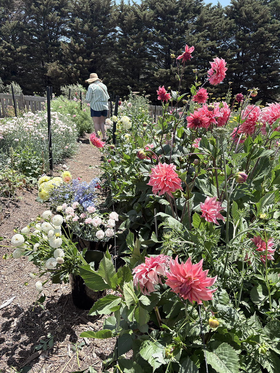 Thumbnail: The Dahlia Edition Workshop