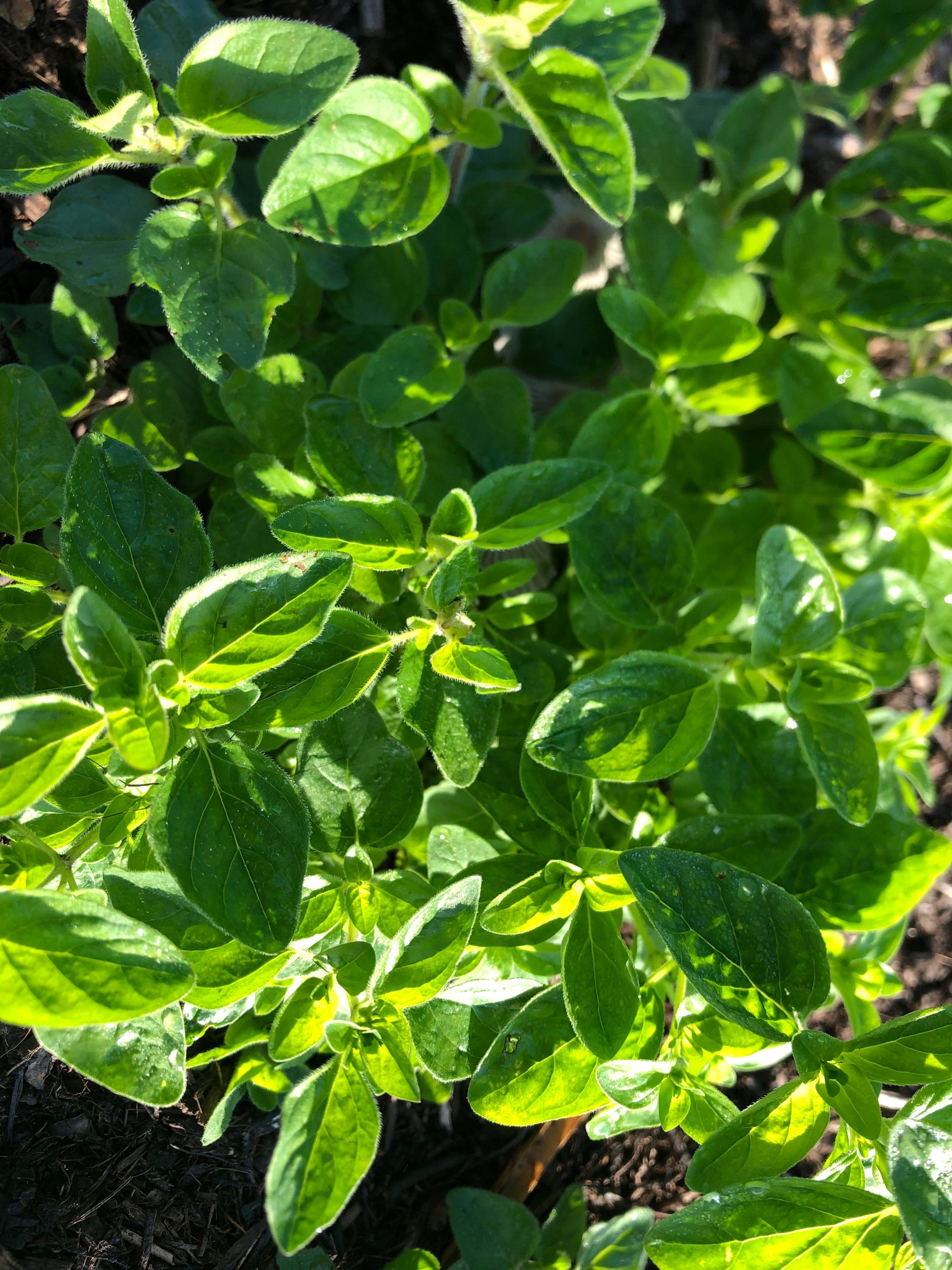 Oregano 50g