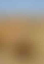 Close up of floral ceremony decor at Walden Retreats in Johnson City, Texas wedding