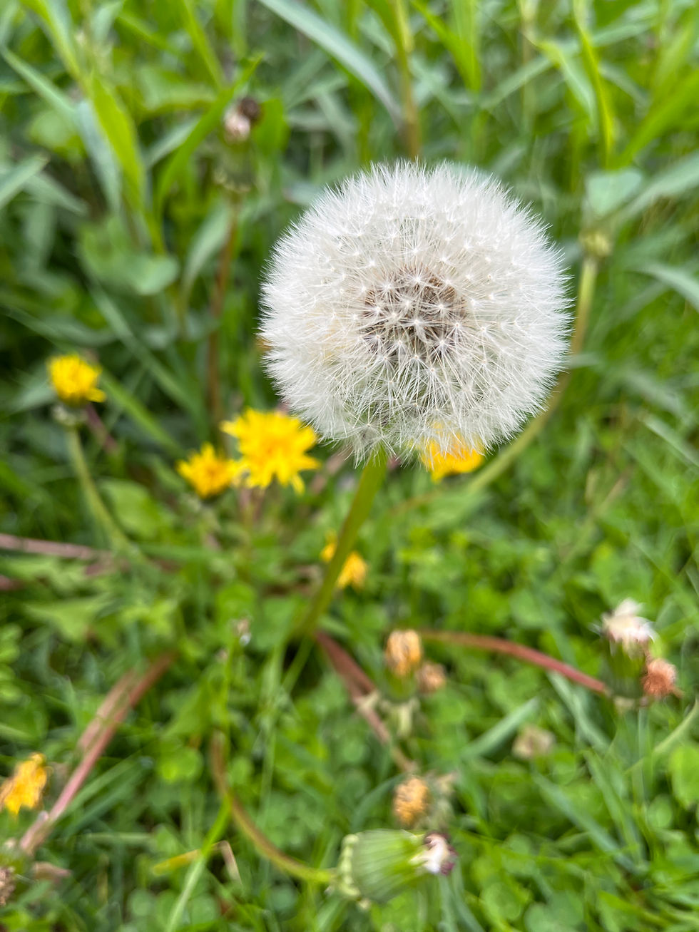 Thumbnail: Wild Dandelion Greens