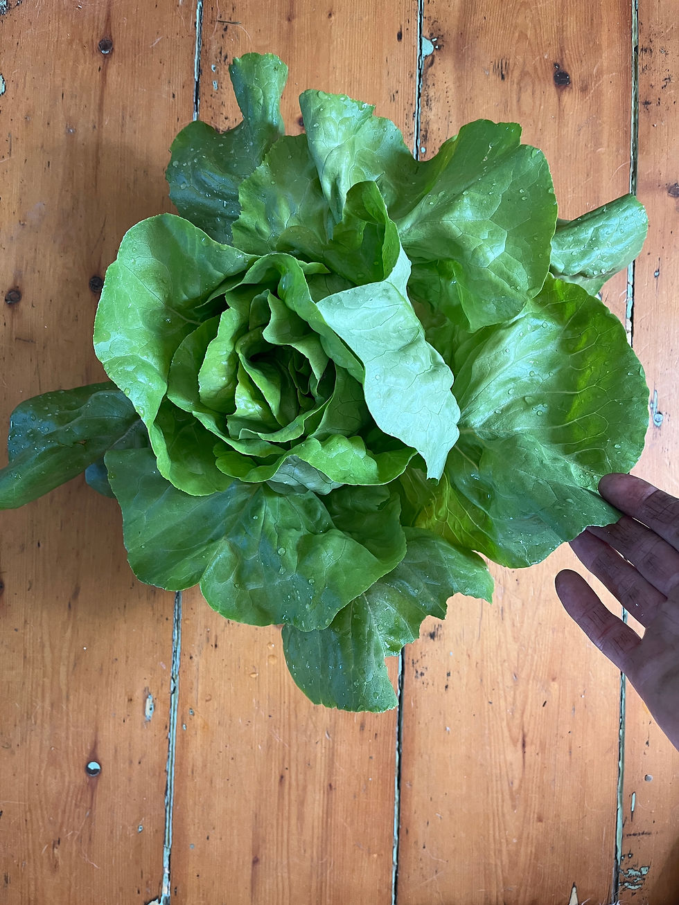 Thumbnail: Lettuce Heads
