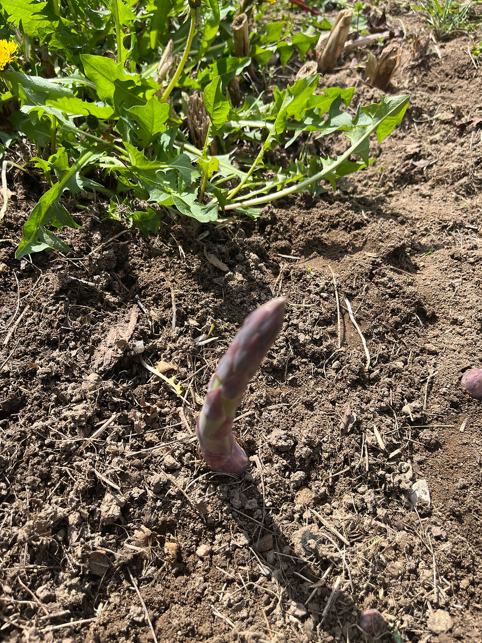 Thumbnail: Asparagus