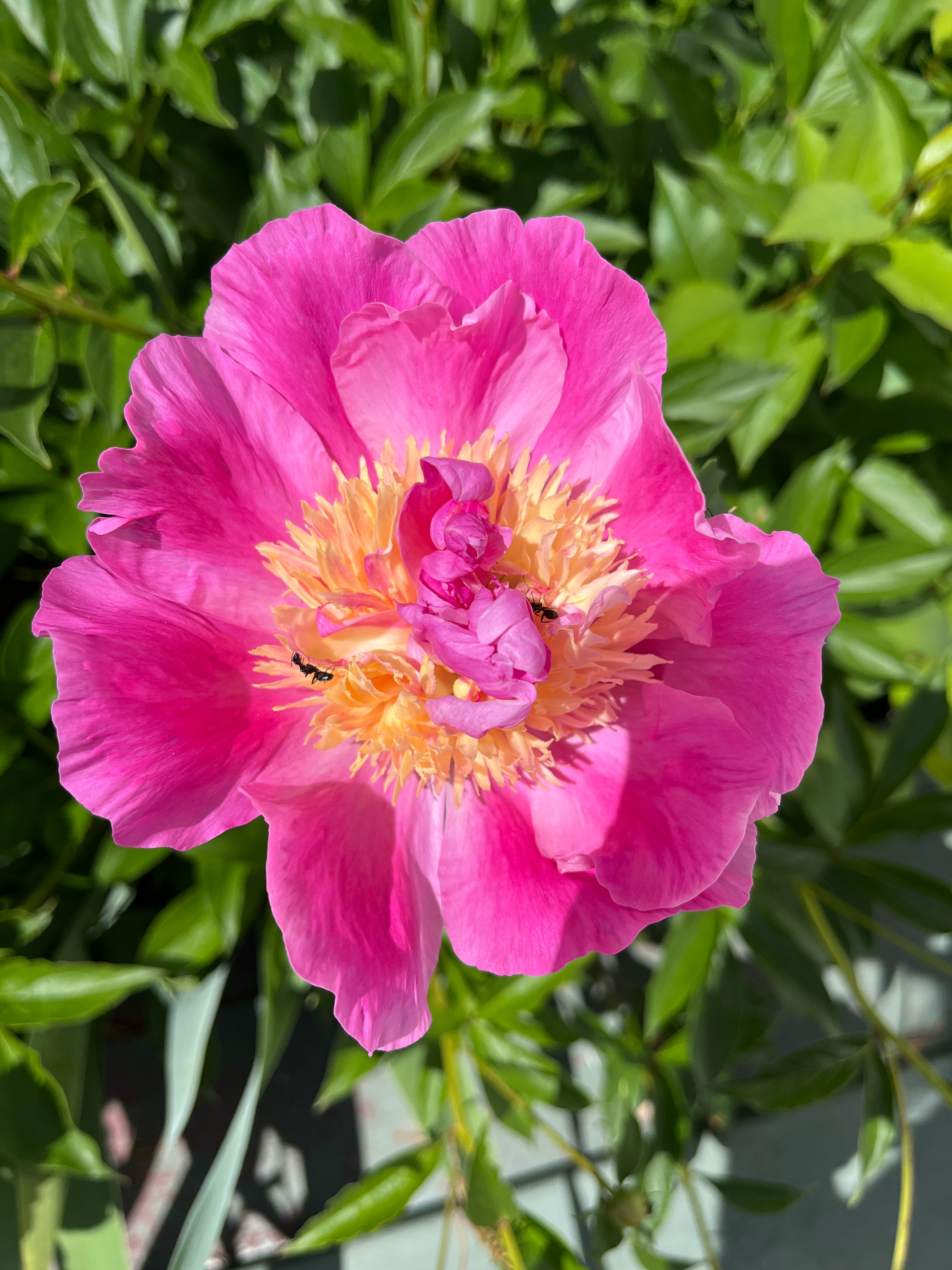 Seasonal flowers xo