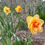 Thumbnail: Mixed seasonal flowers