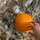 Thumbnail: Winter Squash & Sugar Pie pumpkins