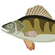 perch-brown-river-fish-cartoon-isolated-object-vector-48484957.jpeg