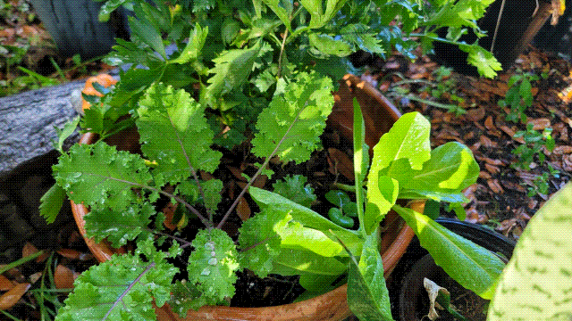 Some of our organic plants, we share