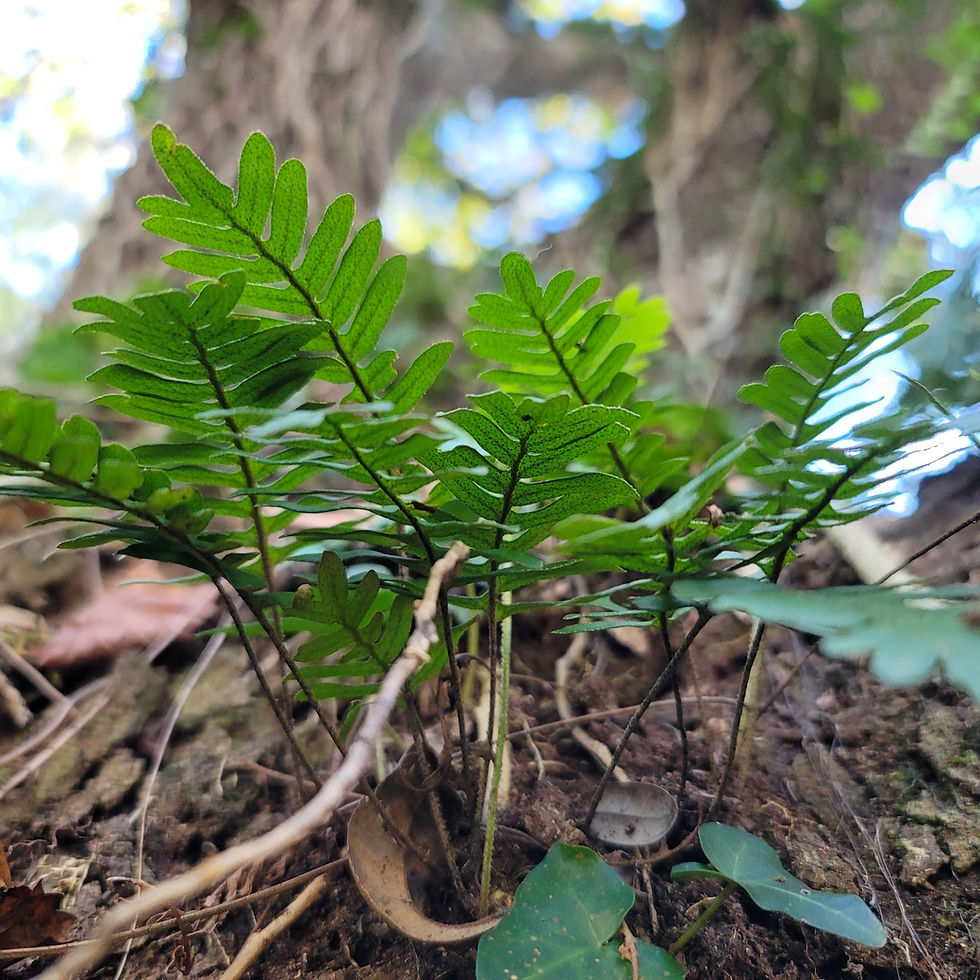 Thumbnail: Live Resurrection Ferns (Pleopeltis polypodioides)