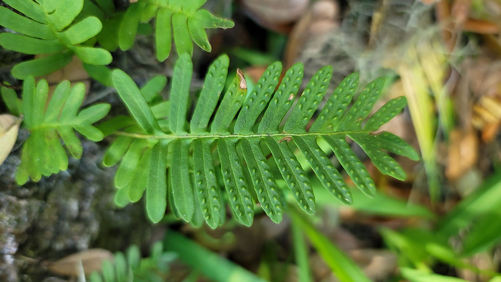 Thumbnail: Live Resurrection Ferns (Pleopeltis polypodioides)