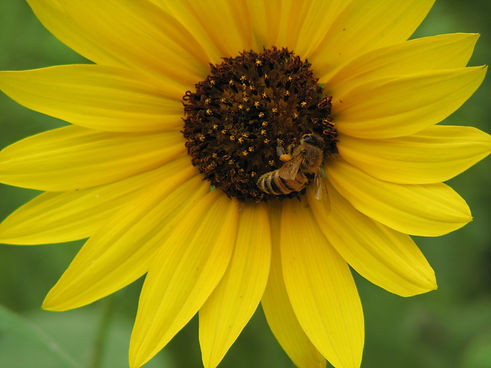 Murphy Family Ranch Raw Honey Augusta Kansas