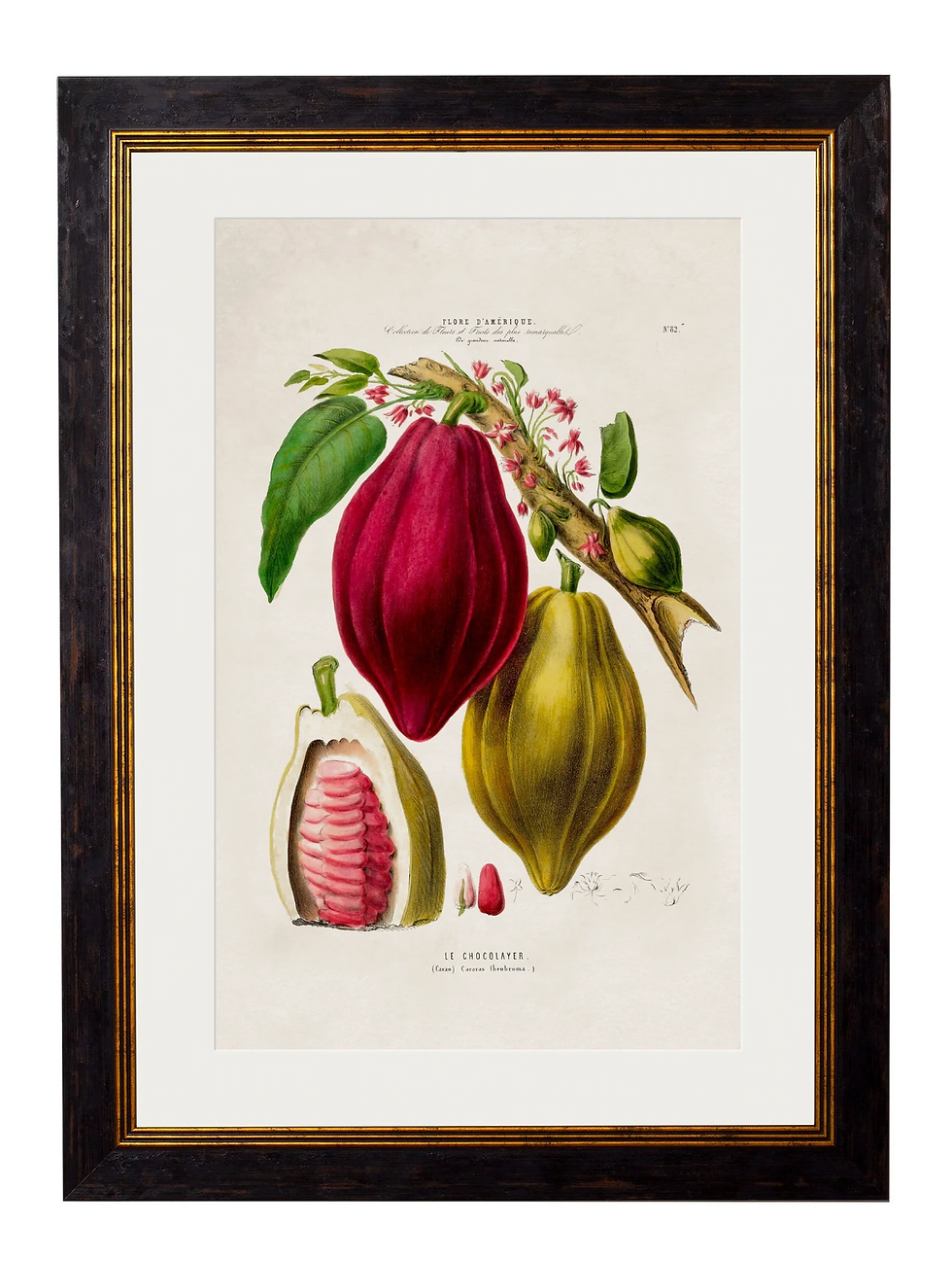 Chocolate Plant Illustrated Print
