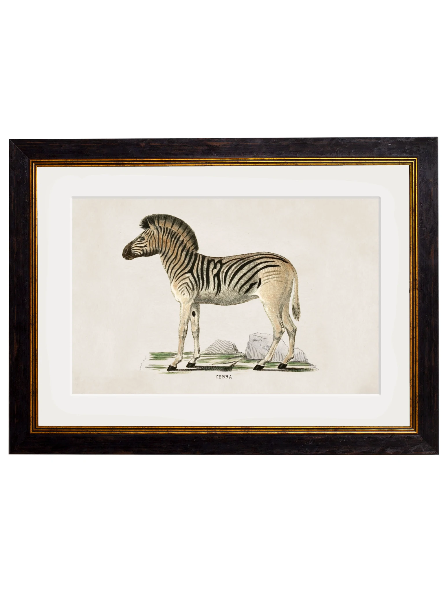 Zebra Illustrated Print