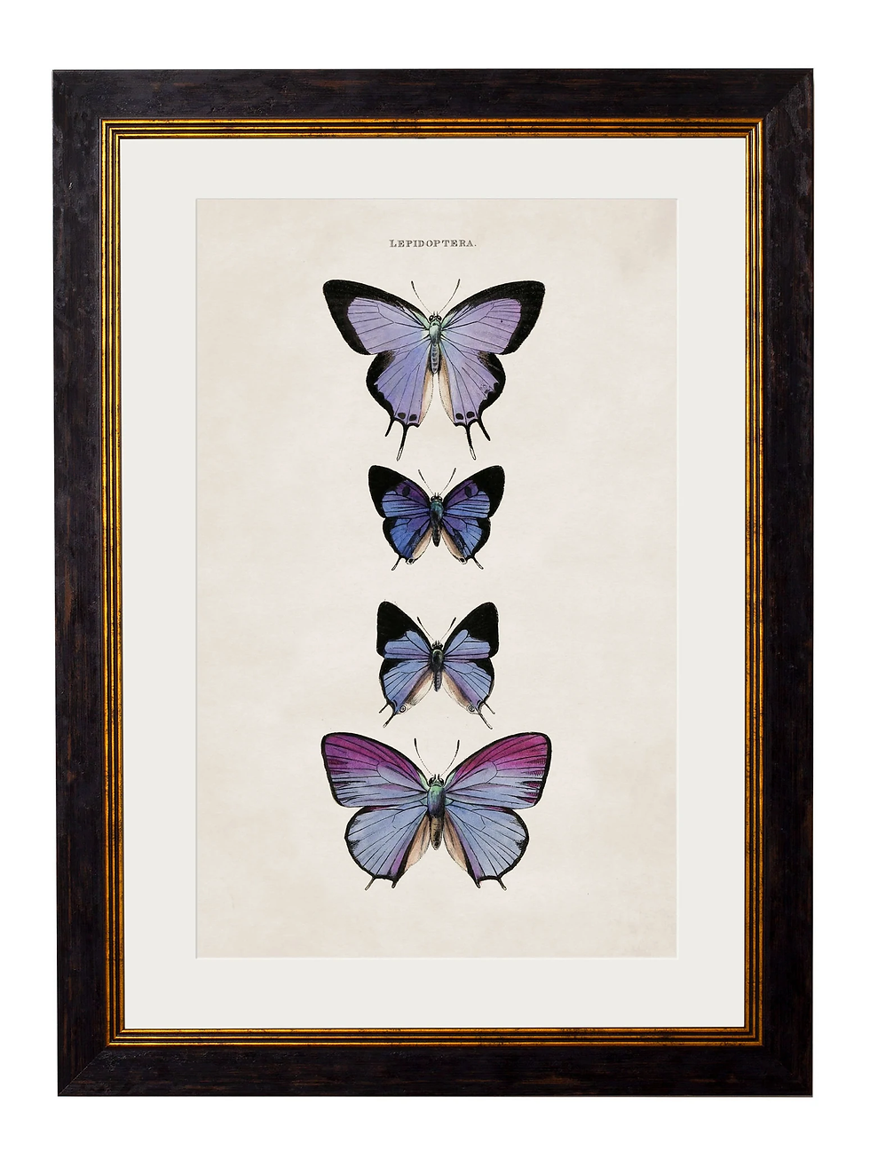 Blue Butterflies Illustrated Print