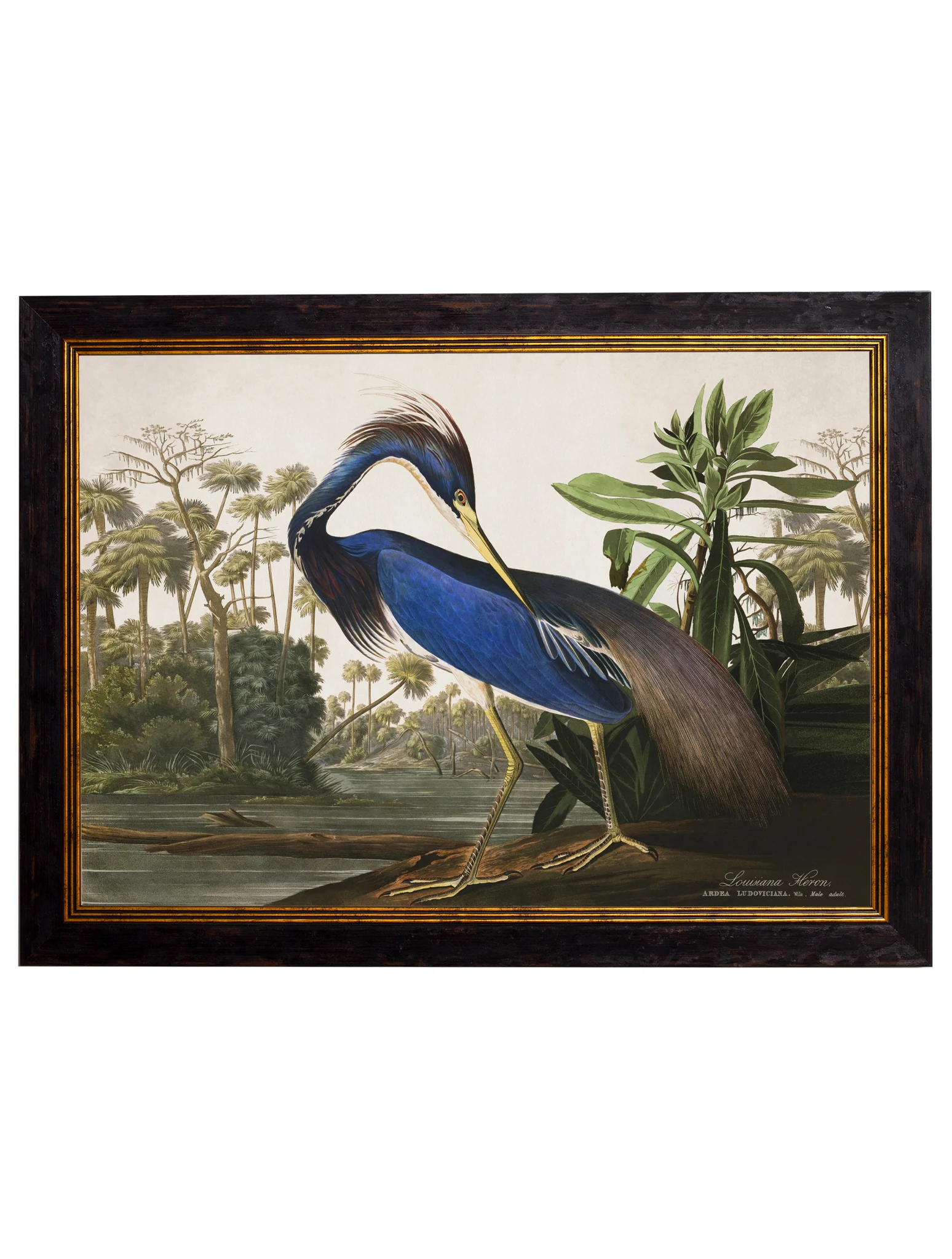 Louisiana Heron Illustrated Print