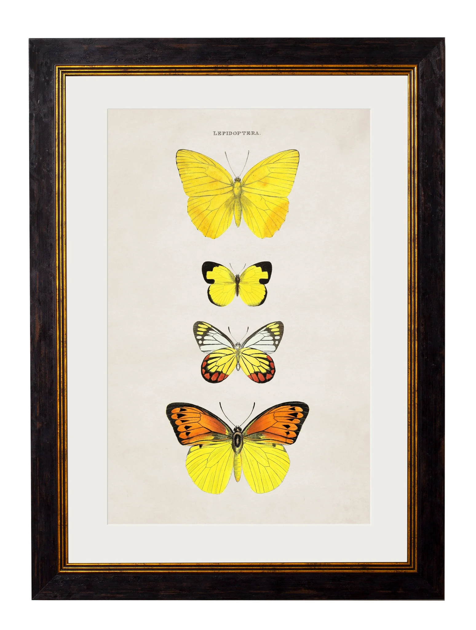 Yellow Butterfly Illustrated Print