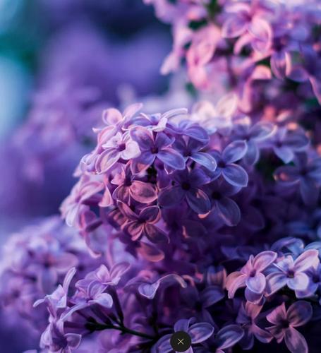 True Lilac Spray | Dark Decor Candles | Handmade Dark Aesthetic