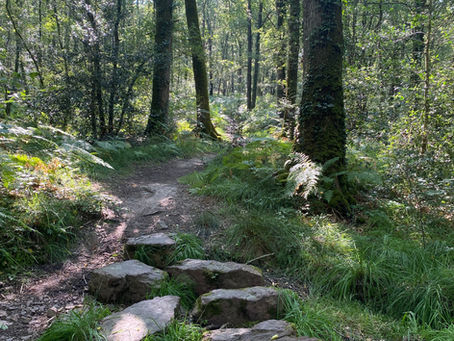 Immersion en forêt