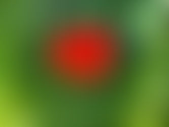 Premières fleurs du jardin 🥰