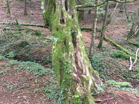 Plongez dans l’univers de L’Hôtié de Brocéliande le temps d’une escapade 💚